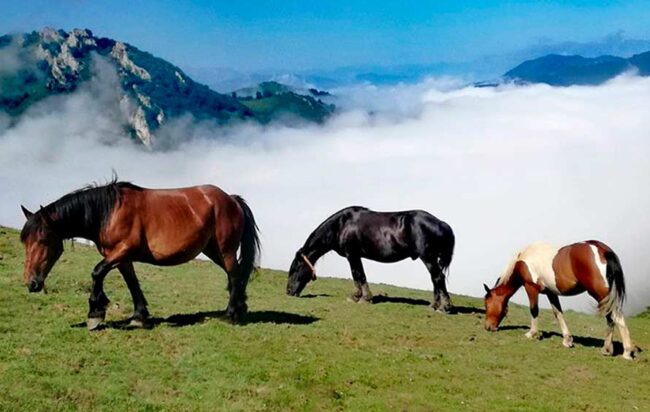 caballos Asturias