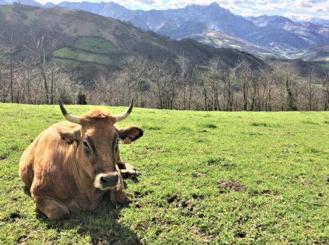 explotaciones agrarias Asturias