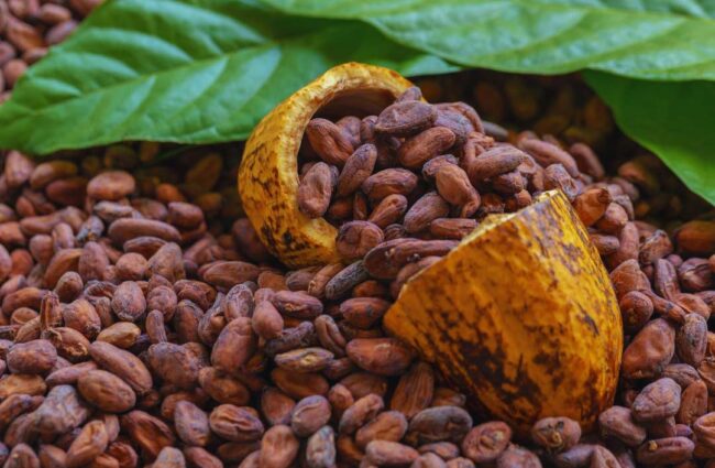 cacao premium