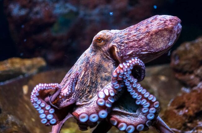 Pulpo