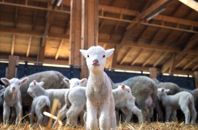 animales ganadería ovina