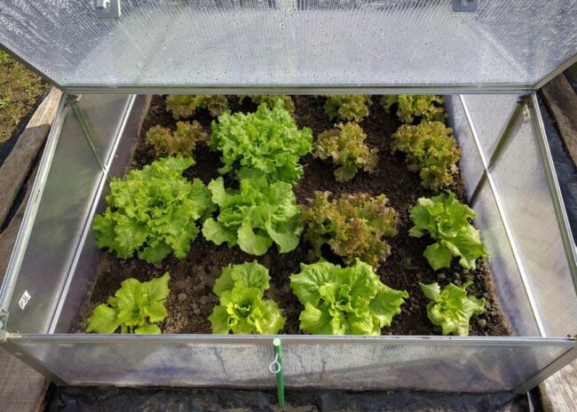 agricultura