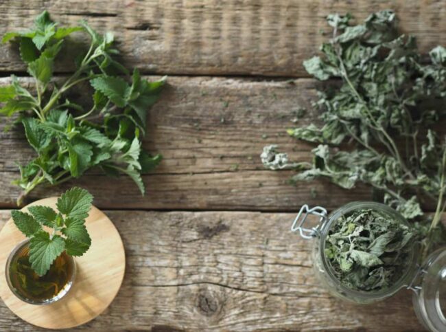 Plantas medicinales 