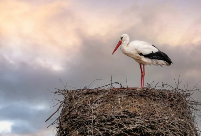 Gripe aviar | Naberco Digital Gripe aviar