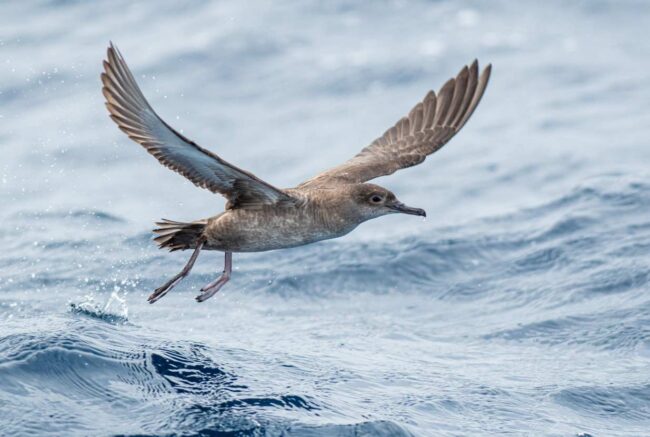 Endesa financia proyectos para salvar la pardela balear