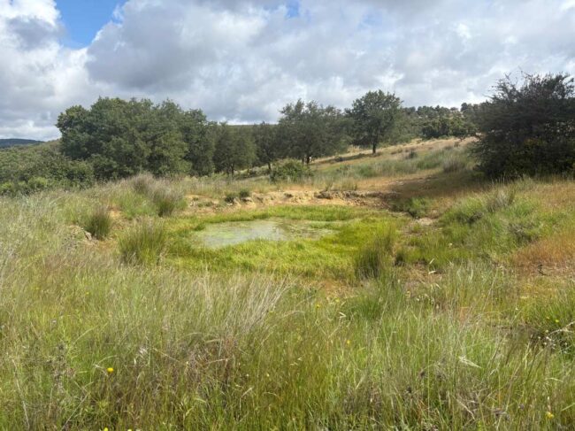 Nestlé Waters impulsa la recuperación de turberas en Badajoz | Naberco Digital Nestlé Waters impulsa la recuperación de turberas en Badajoz