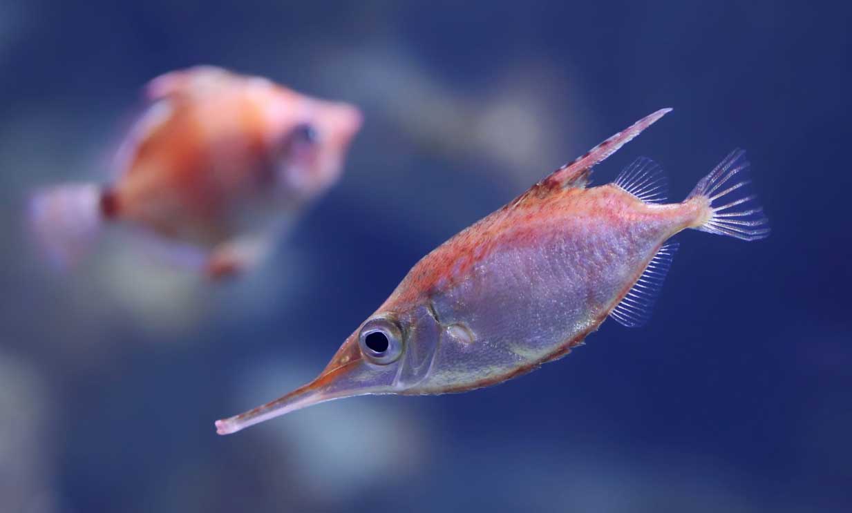 Publicado un estudio sobre los peces espinosos | Naberco Digital Publicado un estudio sobre los peces espinosos